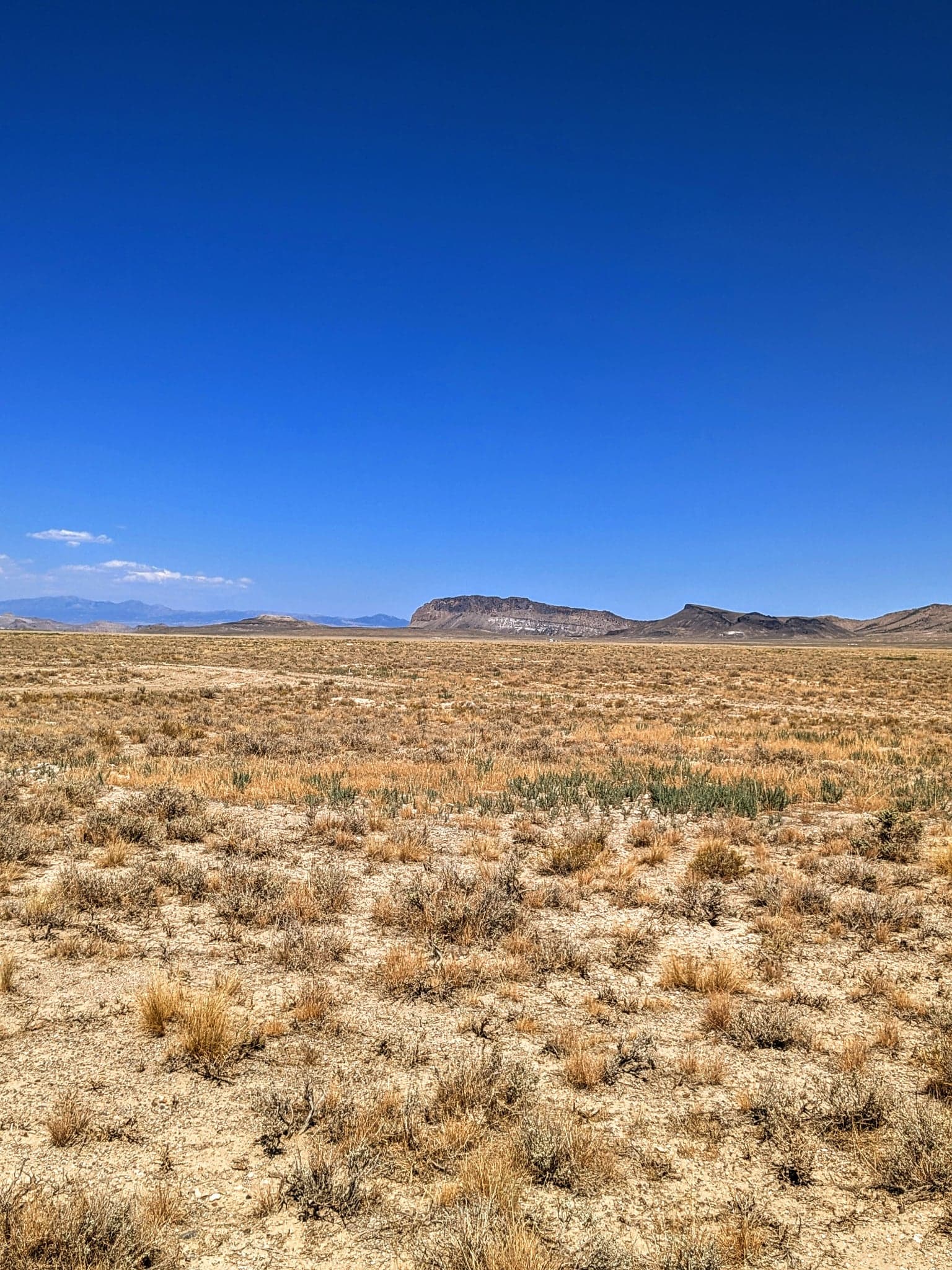 High-desert sage with a mesa on the horizon