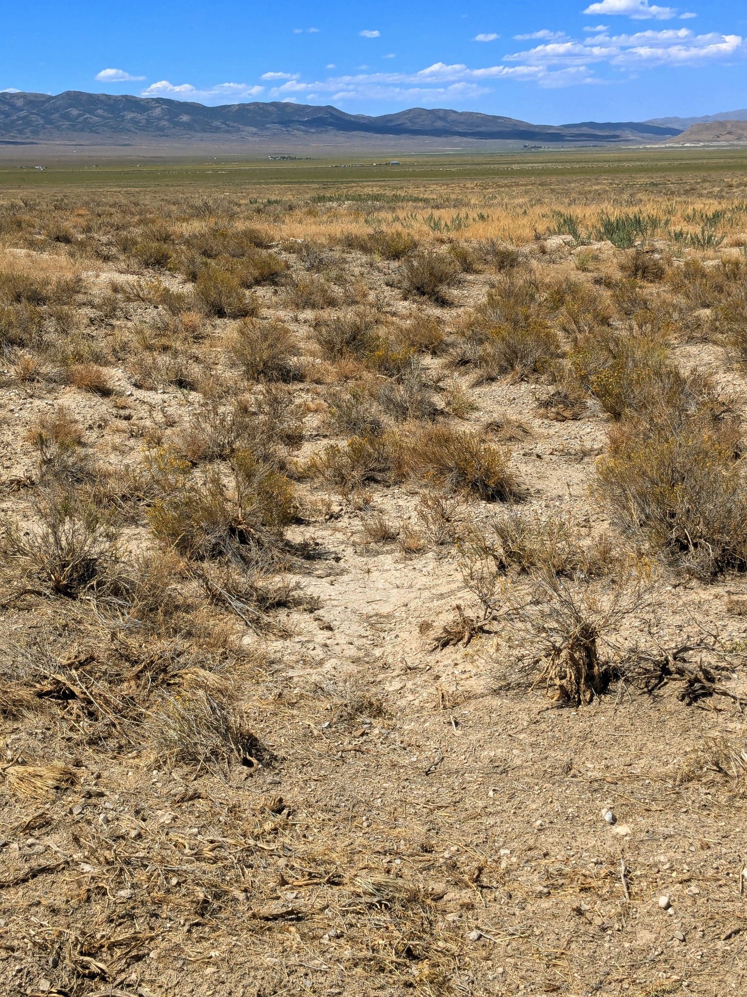 On-the-ground sage and sandy soil looking toward the valley